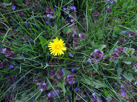 A home lawn with one dandelion flower surrounded by creeping charlie flowers.