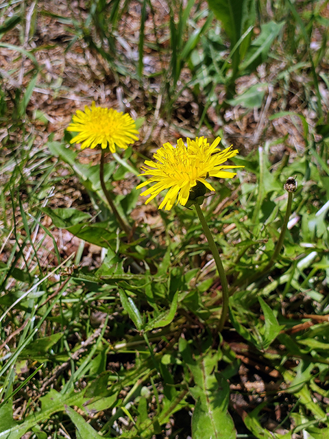 Two singular yellow flowers grow from two dandelion plants with lance-shaped leaves.