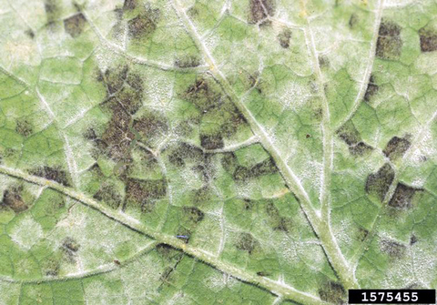 Dark mildew spores and white spores on a leaf.