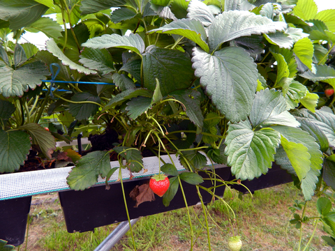 Day-neutral strawberries in a tabletop growing system. Instead of soil, this system uses a growth medium like coconut coir or peat potting mix.