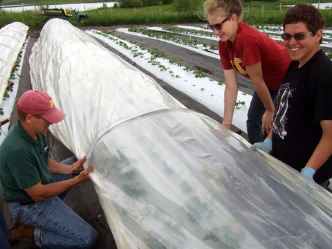 Three people installing low tunnels over day-neutral strawberries at a research plot.