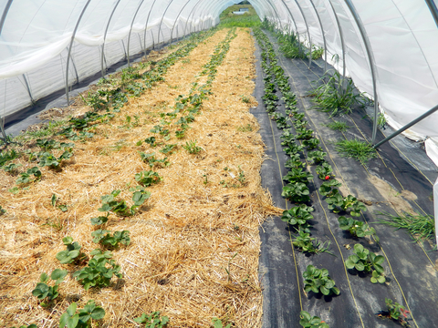 Day-neutral strawberries growing in a high plastic tunnel, with straw mulch (left) and landscape fabric (right).
