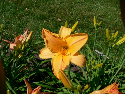 A light orange or apricot colored flower in front of narrow dark green leaves, flower buds with lawn in the background