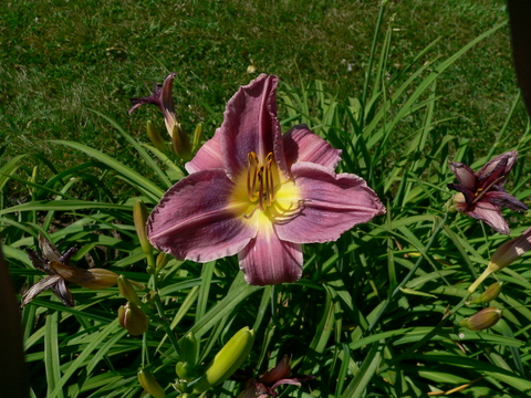 A purple flower with a yellow center in front of narrow dark green leaves and lawn in the background
