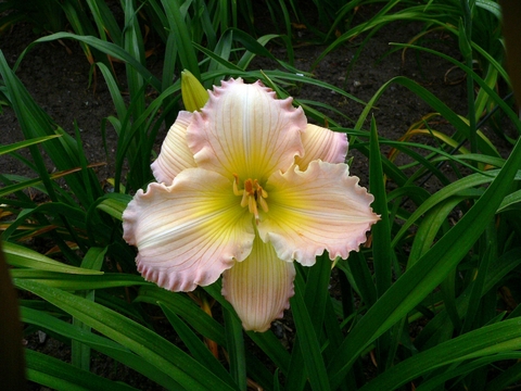 Pink and yellow flower with narrow dark green leaves