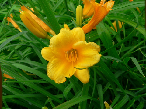 Gold flower with two buds in front of narrow dark green leaves