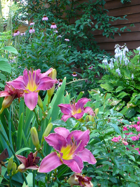 Daylilies in a home garden with other garden plants in the background  