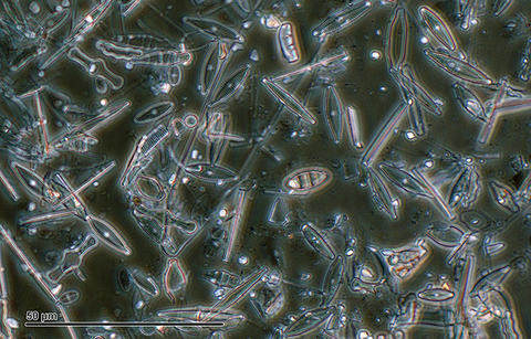 Diatomaceous earth under the microscope reveals rice shaped diatoms.