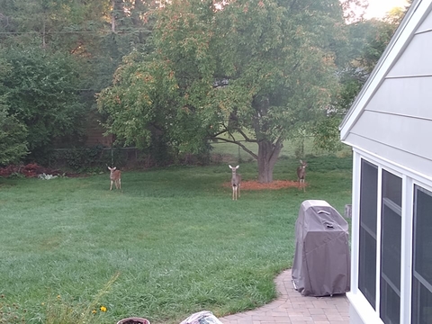 Three deer standing in a backyard under a tree.
