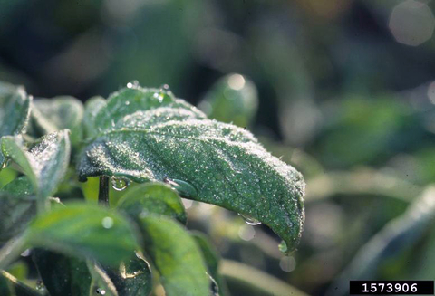 Morning dew dripping from plant leaves.