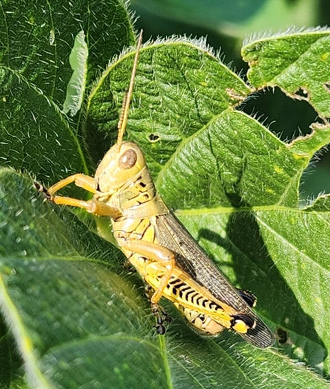 diferential grasshopper on soybean