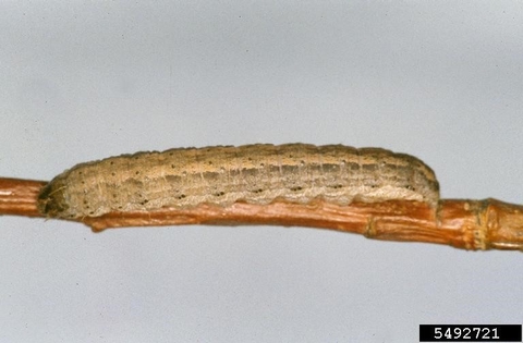 Dingy cutworm