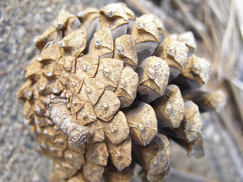 A pine cone with raised, black dots
