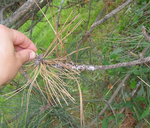 A pine branch with brown needles covered in white resin