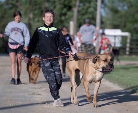 4-H youth walk dogs on leashes -- the boy in front is smiling while keeping tight rein on very large dog, which has its tongue out a bit looking happy
