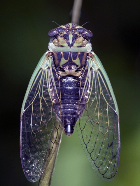 Cicada with a dark body with lighter markings and translucent wings perched on a plant stem.