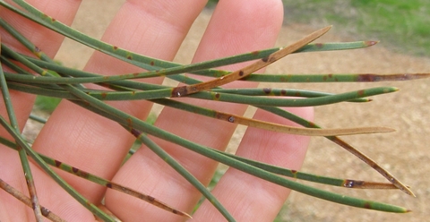 Needle spots, bands and dead needle tips from Dothistroma needle blight