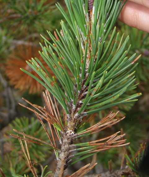 Brown spots on pine needles and pine needles with brown, dead ends