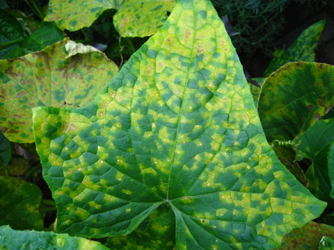 Green and yellow spots from downy mildew on a plant leaf