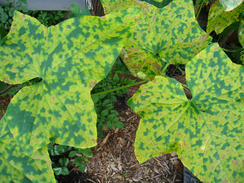 Green and yellow spots from downy mildew on plant leaves