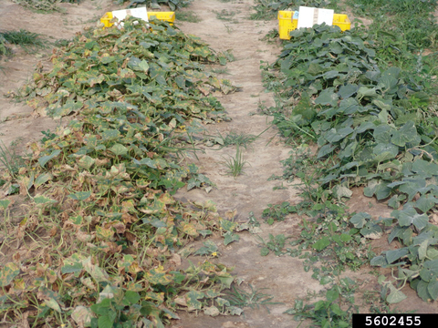 Two rows of cucumber plants. The plants in the row on the left are susceptible to downy mildew and they are withered and brown. The plants in the row on the right look healthy.