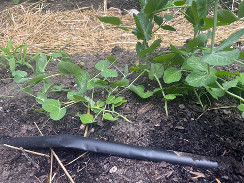 Peas growing in soil with a black plastic hose for drip irrigation in the foreground and a walking path made of straw in the background. 