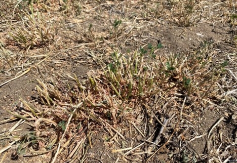 dormant alfalfa - due to drought