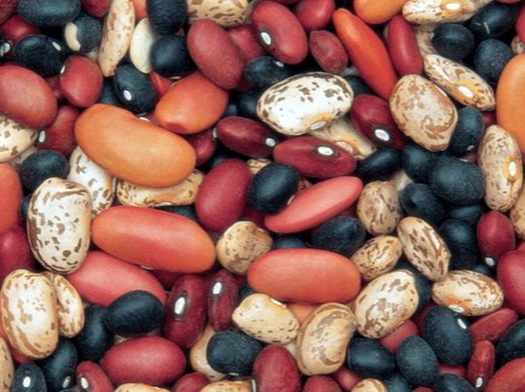 A variety of dried beans.