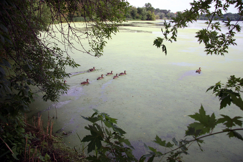 Ducks swimming through a thick green scum of algae and duckweed on Como Lake in St. Paul.