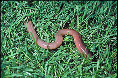 Brownish-pink worm on the grass