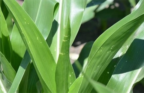 Corn leaf with shotholing