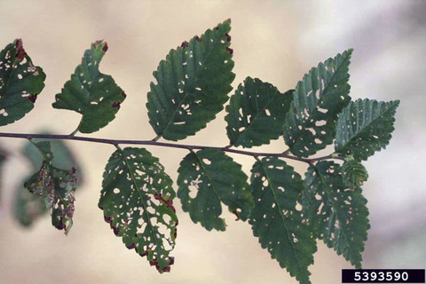 Leaves with several brownish holes