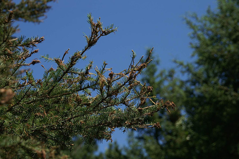 Defoliated spruce branch against blue sky.