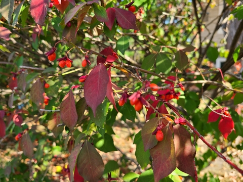 Green pointed leaves turning red with bright orange small berries.