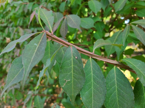 Tan branches with flange-like “wings” along them and green leaves.