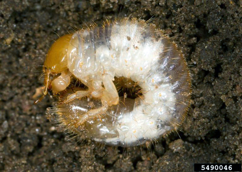 Grub with a white body and yellow head curled into a C-shape on a bed of soil.