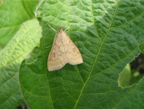European corn borer adult (moth)