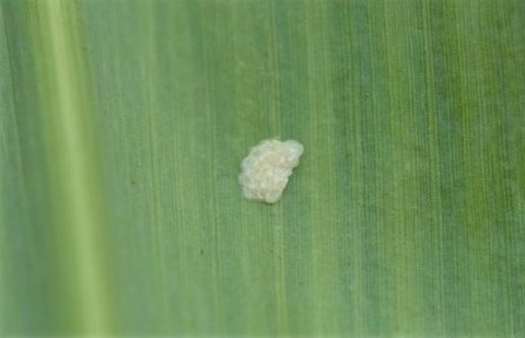 European corn borer egg mass on corn leaf