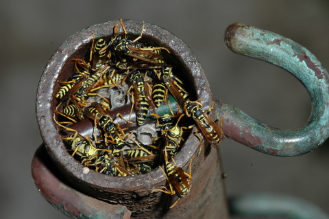 Many brown and yellow wasps gathering in an opening of a metal pipe