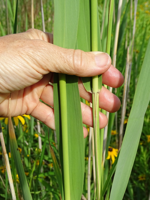 one European common reed sheath demonstrating how tightly the blades attach in cool weather. 