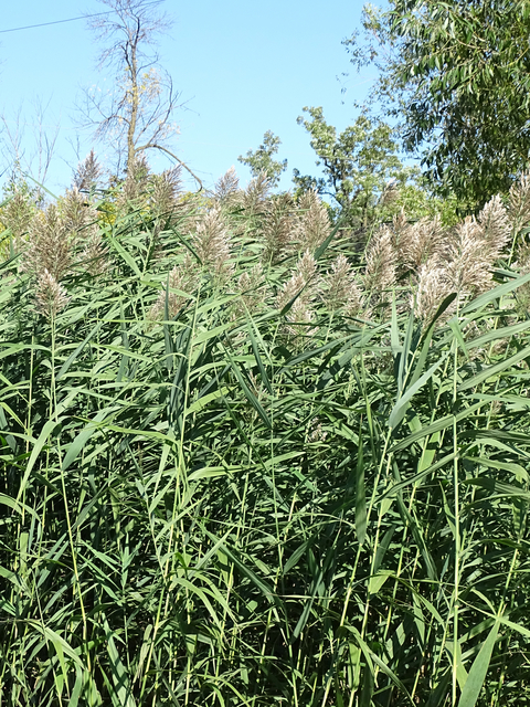 European common reed field 