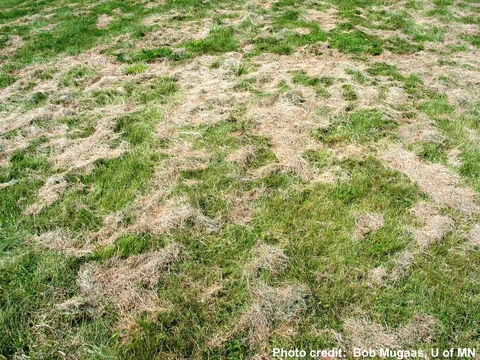 Image of Grass clippings left on lawn