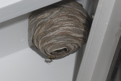 Round nest hanging under the eave of a house with a wasp on the edge of the opening and other wasps inside.