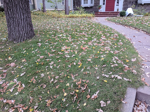 Lawn area with tree leaves scattered.