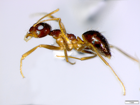 Mounted specimen of reddish ant with tan legs - false honey ant.