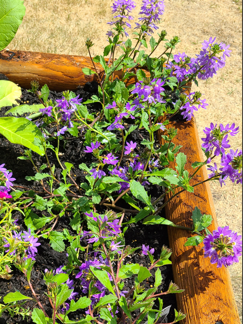 Fan flower is a short spreading plant with purple flowers spilling over the end of a wood raised bed.