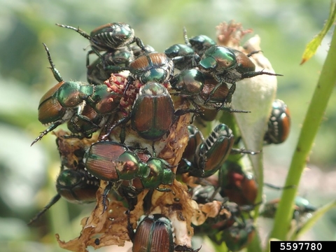 Many Japanese beetles feeding on a rose flower.