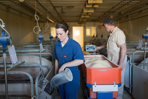 Woman feeding pigs and man next to feed bin in a swine facility.