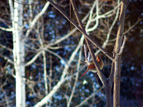 Female cardinal in bare tree branches.