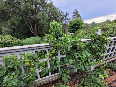 A green plant with gold berries growing on a gray lattice fence in a formal garden bed.